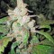 Семена сорта Lemon Thai Kush reg