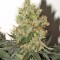 Семена сорта Smile fem (Kannabia Seed Company)