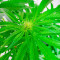 Семена конопли сорта White Widow
