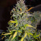 Семена сорта Crystal WW Autoflower fem (Easy Grow Seeds)