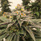 Семена сорта Florida Gaspack fem (Humboldt Seed Organization)
