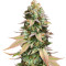 Семена сорта #9 Pound Hammer Fast fem (High Speed ​​Buds)