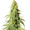 Семена сорта Banana Rapids fem (Dr. Krippling Seeds)