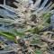 Семена сорта Think Big auto fem
