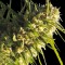Семена сорта Critical Impact fem (Vision Seeds)