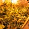 Семена сорта Desert Diesel fem