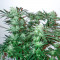 Семена сорта Fast Flowering Green Crack fem (Humboldt Seeds)