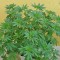 Семена сорта Grand Master Kush reg (Sumo Seeds)