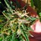 Семена сорта Hashberry reg (Mandala Seeds)