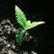 Семена сорта Northern Lights fem (Vision Seeds)