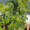 Семена сорта Red Russian XXL fem (Victory Seeds)