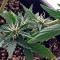 Семена сорта Roadrunner Autoflowering fem