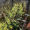 Семена сорта Taison Auto fem (VIP seeds)