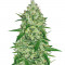 Chemdog fem Anesia Seeds