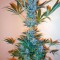 Семена сорта Super Haze reg (Dutch Passion)