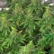 Семена сорта 00 Kush fem (00 Seeds)