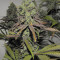 Семена сорта Canadian Kush 2.0 fem