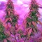 Семена сорта Auto Northern Lights fem (00 Seeds)