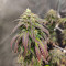 Семена сорта Blueberry fem (Dutch Passion)