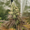 Семена сорта Blueberry fem (Dutch Passion)