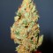 Семена сорта El Alquimista fem (Samsara Seeds)