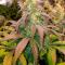 Семена сорта LA Confidential Autoflower fem (Семяныч)