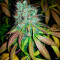 Семена сорта Leisure Zoot Larry fem (Dr. Krippling Seeds)
