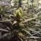 Семена сорта Lemon Kush fem (Female Seeds)
