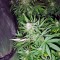 Семена сорта Magic Bud fem (Paradise Seeds)