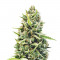 Семена сорта Malawi Gold fem (Anesia Seeds)