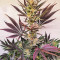 Семена сорта OG Kush S.F.V. fem (Advanced Seeds)
