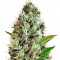 Семена сорта Auto Sunmango (Somango) fem