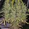 Семена сорта Banana Jealousy Auto RF3 fem (Ethos Genetics)