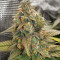 Семена сорта Bubba Kush fem