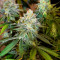 Семена сорта Banana Rapids fem (Dr. Krippling Seeds)