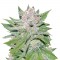 Семена сорта Blueberry Cheesecake fem (Female Seeds)
