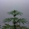 Семена сорта Bona Dea CBD+ fem (Vision Seeds)