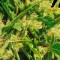 Семена сорта Northern Lights Auto Fem (Vision Seeds)