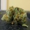 Семена сорта White Berry fem (VIP Seeds)