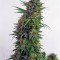 Сорт мархуаны Snow Bud