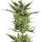 Семена сорта Bruce Banner × Pineapple (7CH Seeds & Cali Buds Seeds)