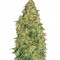 Семена сорта Dubai Poison fem
