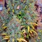 Семена сорта Auto Nefertiti fem (Pyramid Seeds)