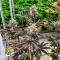 Семена сорта Banana Purple Punch Auto RF3 fem (FastBuds)