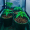 Семена сорта Banana Rapids fem (Dr. Krippling Seeds)