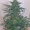 Семена марихуаны Blue Kush Autoflowering 