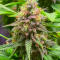 Семена сорта Gagarin Haze fem (Семяныч)