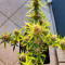 Семена сорта Gorilla Cookies Fast fem (High Speed ​​Buds)