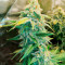 Семена сорта Leisure Zoot Larry fem (Dr. Krippling Seeds)