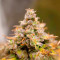 Семена сорта Lemon Zkittle fem (Dutch Passion)